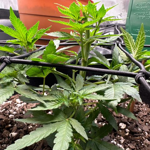 Mrs runtz  growlog timeline photo