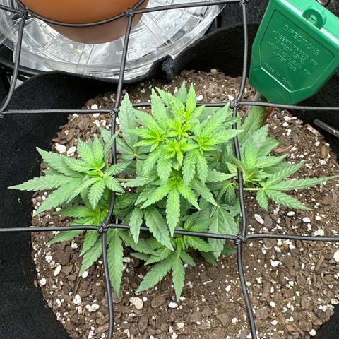 Mrs runtz  growlog timeline photo
