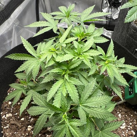 Mrs runtz  growlog timeline photo
