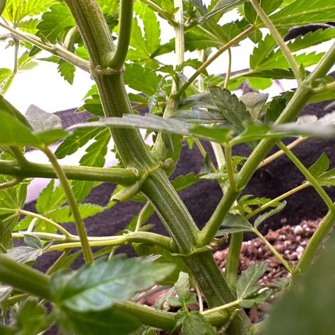 Mrs runtz  growlog timeline photo