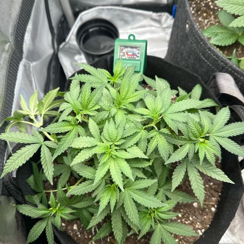 Mrs runtz  growlog timeline photo