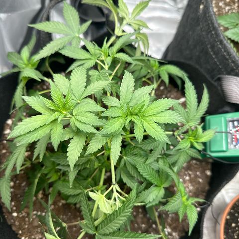 Mrs runtz  growlog timeline photo