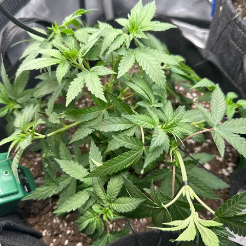 Mrs runtz  growlog timeline photo