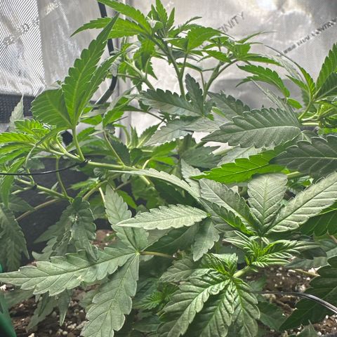Mrs runtz  growlog timeline photo