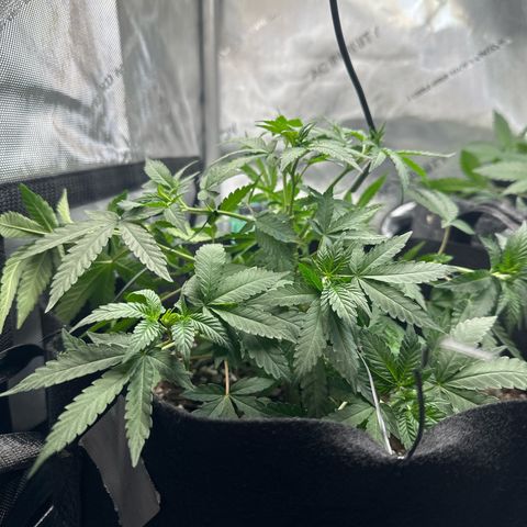 Mrs runtz  growlog timeline photo
