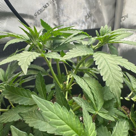 Mrs runtz  growlog timeline photo