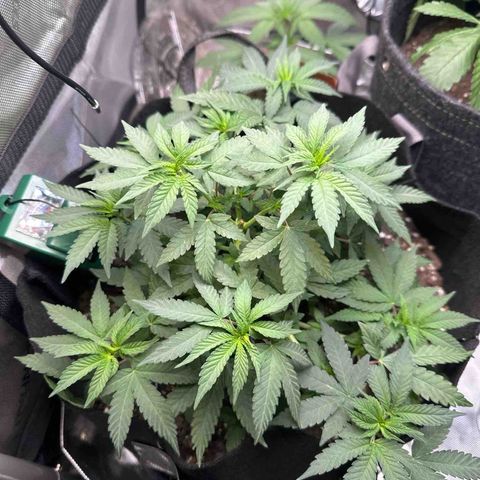 Mrs runtz  growlog timeline photo