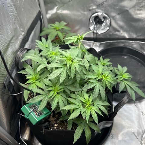 Mrs runtz  growlog timeline photo