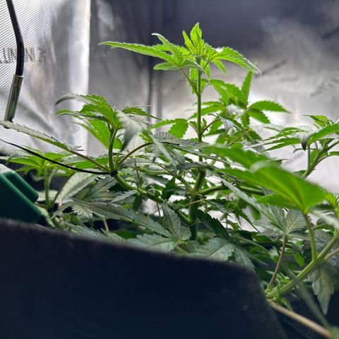 Mrs runtz  growlog timeline photo