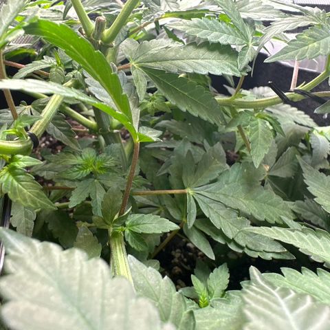 Mrs runtz  growlog timeline photo
