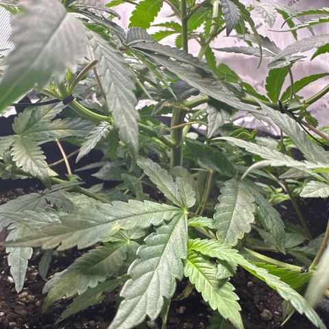 Mrs runtz  growlog timeline photo