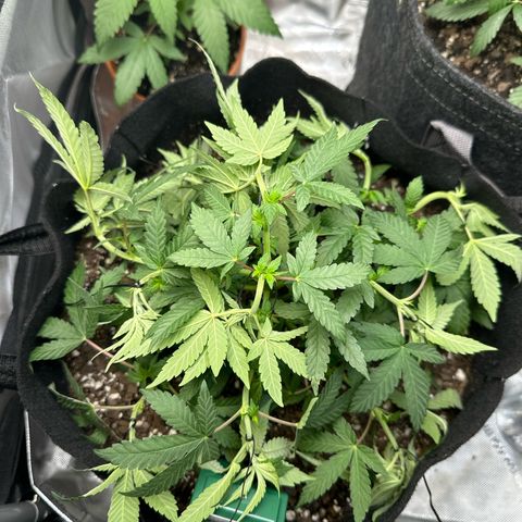 Mrs runtz  growlog photo: LST 