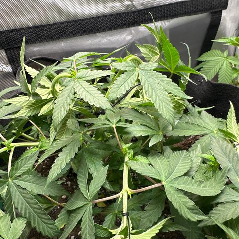 Mrs runtz  growlog timeline photo