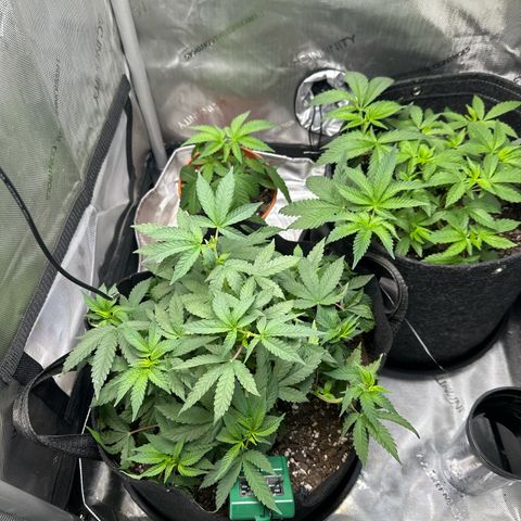 Mrs runtz  growlog photo: Lookin good 