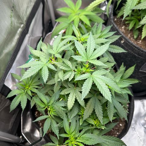Mrs runtz  growlog timeline photo
