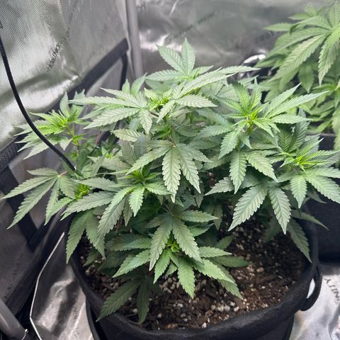 Mrs runtz  growlog timeline photo