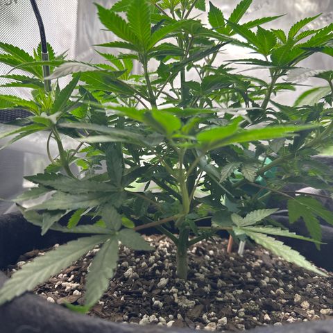 Mrs runtz  growlog timeline photo