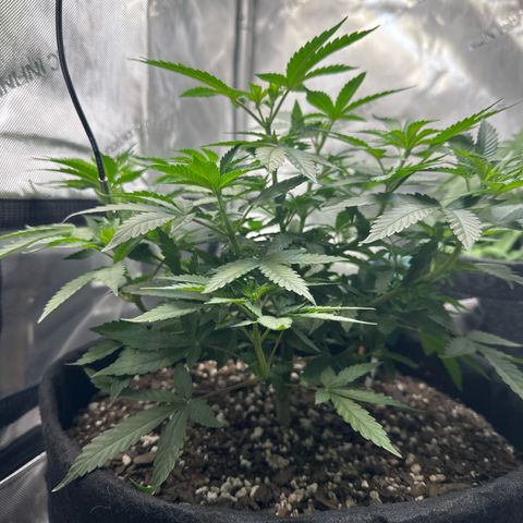 Mrs runtz  growlog timeline photo