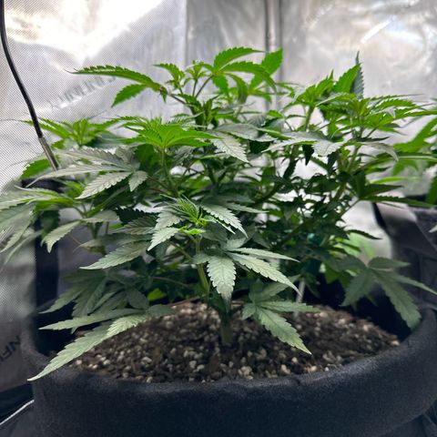 Mrs runtz  growlog timeline photo
