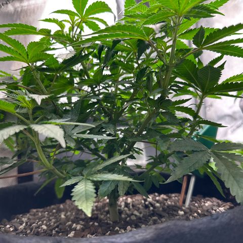 Mrs runtz  growlog timeline photo