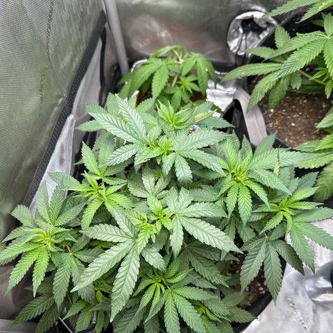 Mrs runtz  growlog timeline photo