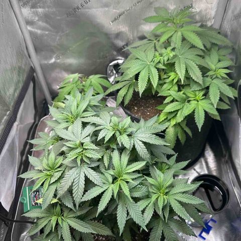 Mrs runtz  growlog timeline photo