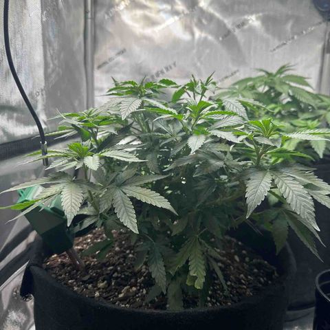Mrs runtz  growlog timeline photo