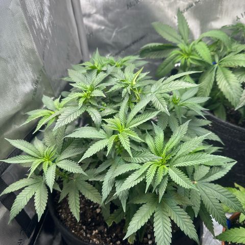 Mrs runtz  growlog timeline photo