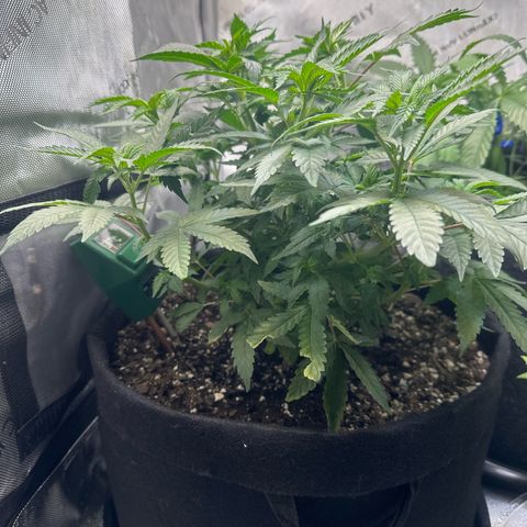 Mrs runtz  growlog timeline photo