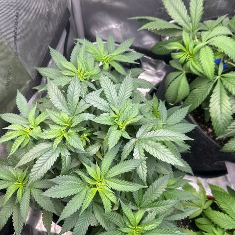 Mrs runtz  growlog timeline photo