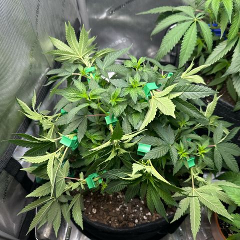Mrs runtz  growlog timeline photo