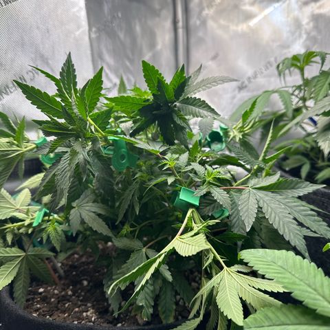 Mrs runtz  growlog timeline photo