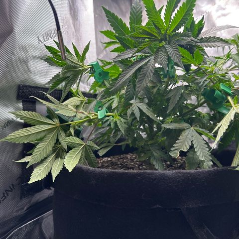 Mrs runtz  growlog timeline photo