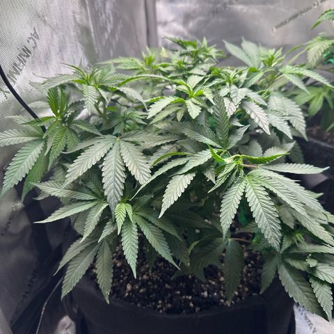 Mrs runtz  growlog photo: Youngest plant run off test 
PH B4 6.23 - 6.11
Ppm 529

Oldest plant week 6 day 2 ph b4 6.20- 6.06
Ppm 1.41

Middle aged plants ph b4 6.20-6.14
Ppm 1.13