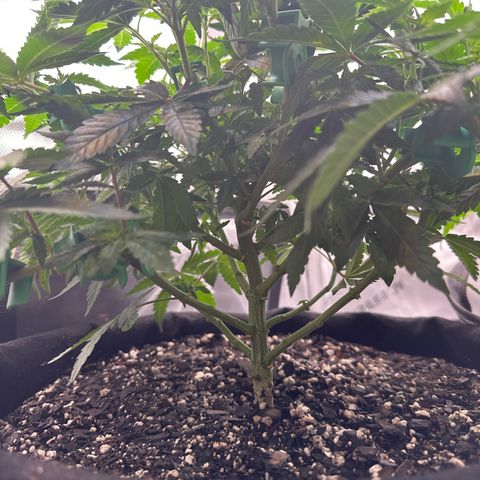 Mrs runtz  growlog photo: Youngest plant run off test 
PH B4 6.23 - 6.11
Ppm 529

Oldest plant week 6 day 2 ph b4 6.20- 6.06
Ppm 1.41

Middle aged plants ph b4 6.20-6.14
Ppm 1.13