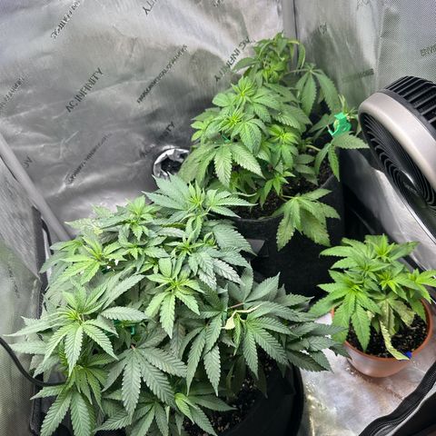 Mrs runtz  growlog photo: Youngest plant run off test 
PH B4 6.23 - 6.11
Ppm 529

Oldest plant week 6 day 2 ph b4 6.20- 6.06
Ppm 1.41

Middle aged plants ph b4 6.20-6.14
Ppm 1.13