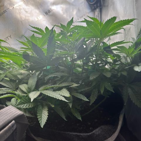Mrs runtz  growlog timeline photo