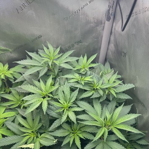 Mrs runtz  growlog timeline photo