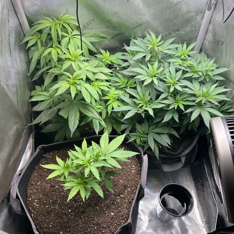 Mrs runtz  growlog timeline photo