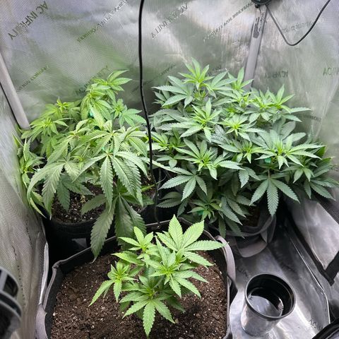 Mrs runtz  growlog timeline photo