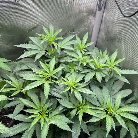 Mrs runtz  growlog timeline photo
