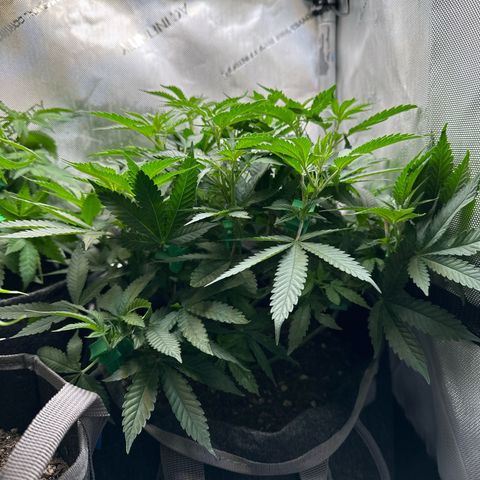 Mrs runtz  growlog timeline photo