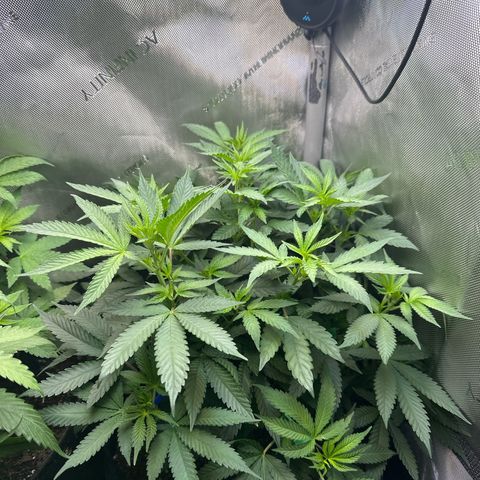 Mrs runtz  growlog timeline photo