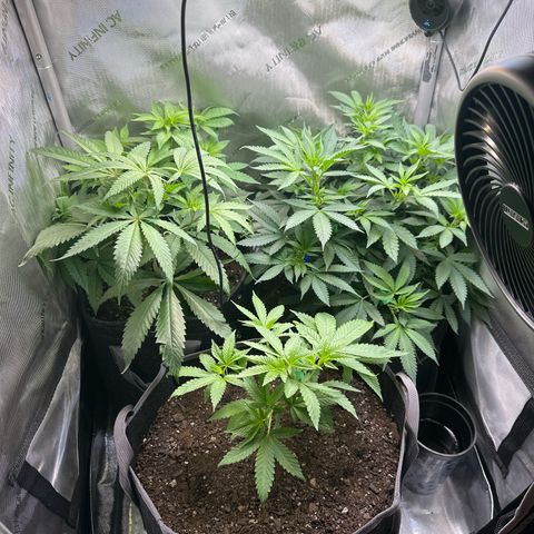 Mrs runtz  growlog timeline photo