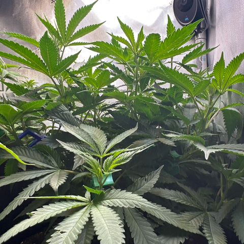 Mrs runtz  growlog timeline photo