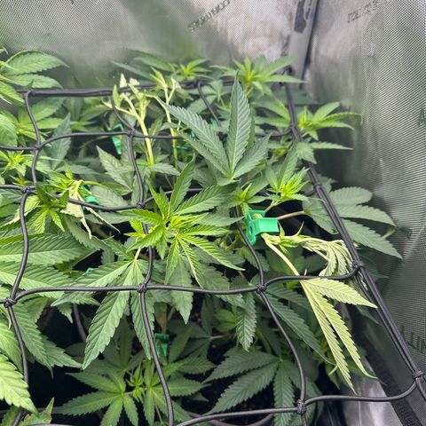 Mrs runtz  growlog timeline photo