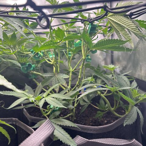 Mrs runtz  growlog timeline photo