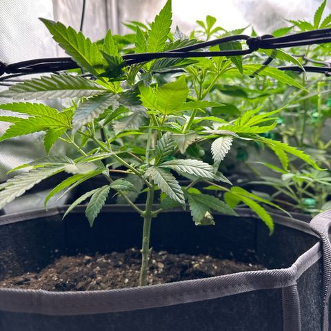 Mrs runtz  growlog timeline photo