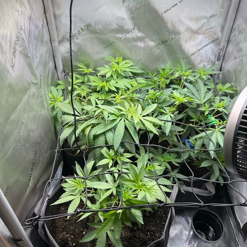 Mrs runtz  growlog timeline photo