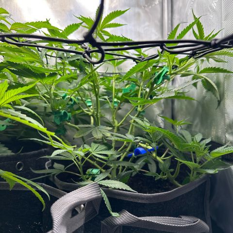 Mrs runtz  growlog timeline photo